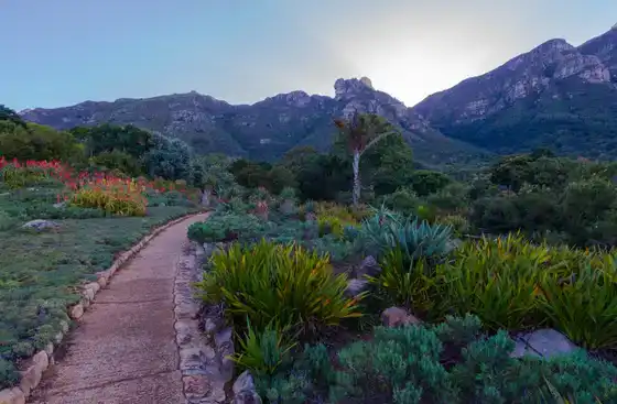 Kirstenbosch avec la Montagne de la Table en arrière-plan