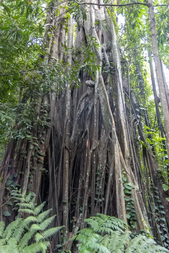 Singapore Botanic Gardens